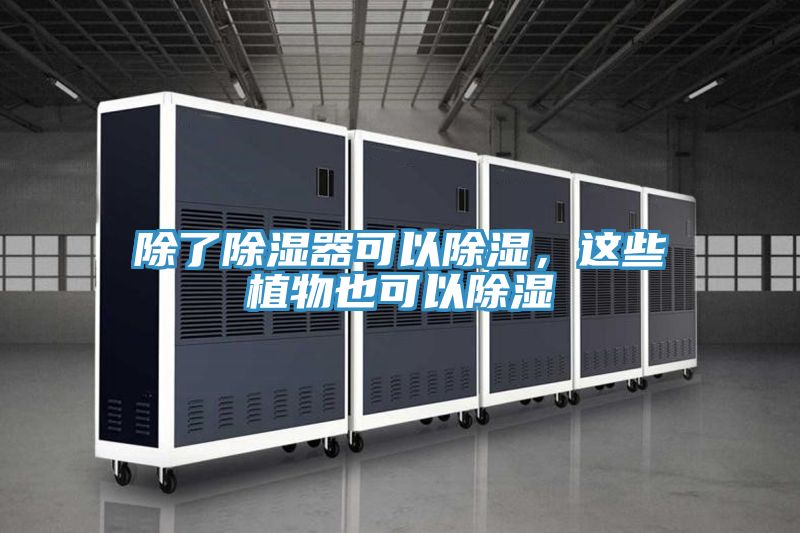 除了除濕器可以除濕，這些植物也可以除濕